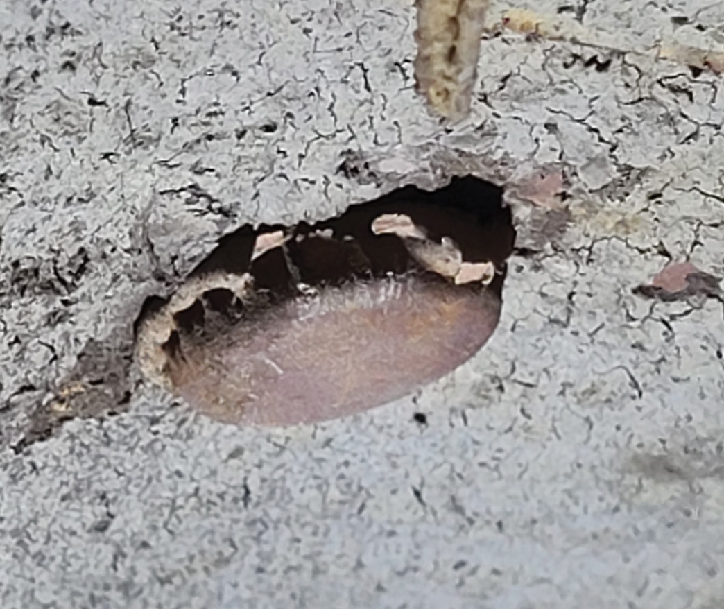 This Handyman wagon body has this factory-welded seam (large arrow) that interferes with the gas filler plate that will be installed next. The smaller arrow points to the upside-down bottle cap that was inserted into the rear antenna hole (on both quarters) by a previous bodyman and then covered with body filler. 